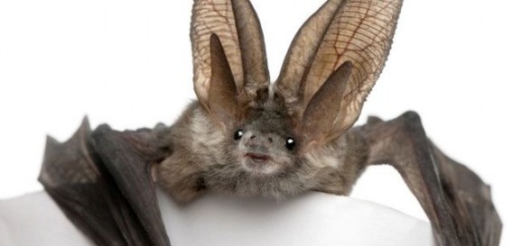 bat