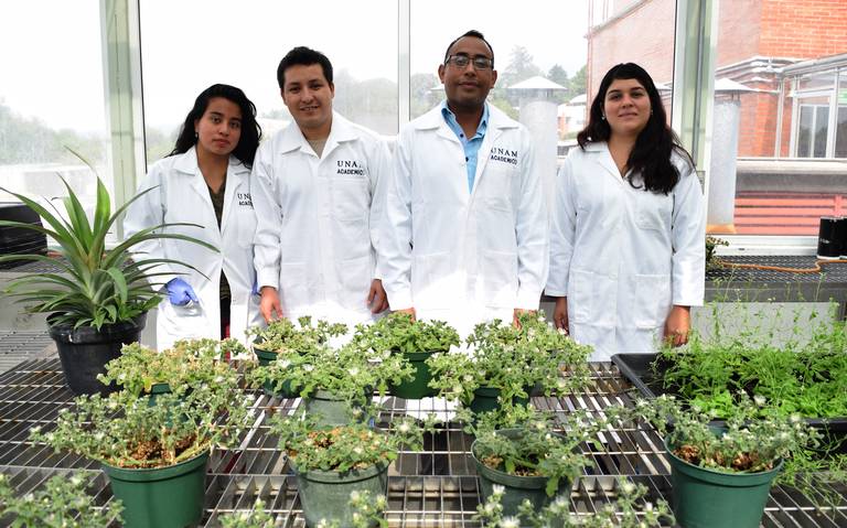 Señalan que las plantas con flores son importantes porque la mayoría sirven de alimento humano_